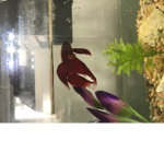 JJOJfishstick