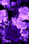 vio_Rosies