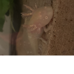 United States Of AXOLOTLS