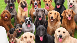 🐶 WYCHOWUJ PSY I UDOWODNIJ, ŻE TATA SIĘ MYLIŁ