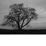 ''Life''
