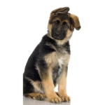 #the puppy squad