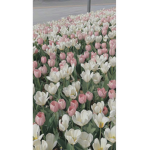 Tulipanes_FR