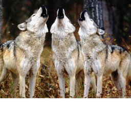 Wolfs And Furrys Packs Game!