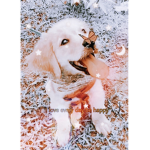 .+*Chloe’s Rose’s*+.