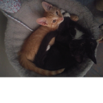 ll cute cats