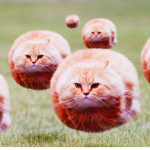 Floating catss