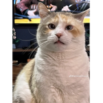 the cat connoisseurs