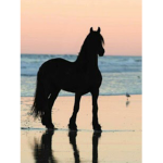 The horse gang!