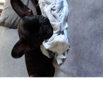 My Dog G a c e k