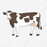 Cow club