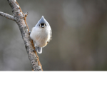 Bird Army.