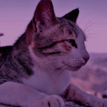 Die coolen Katzen Girls