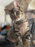 Cat inc