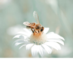 The Special Honey Bees Squad