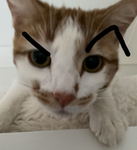 POP CAT CULT ULTRA
