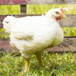 Chicken Colony