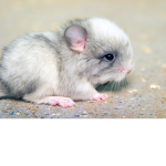 a chinchilla ate my robux