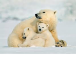 #Save Polar Bears!