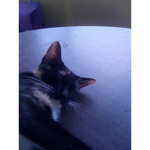 Mycatfigaro