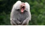 BaBoOnS stay BABOONS