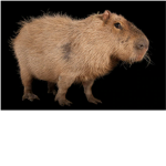 [PF] Capybara Union