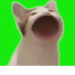 팝켓제국