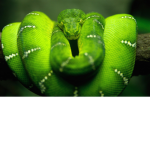 # GREEN GROUP