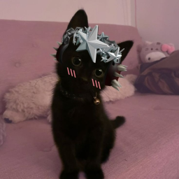 meow like 40