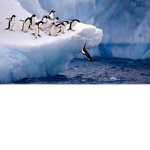 Animal Army!