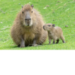 Army of capybaras