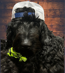 Gangsta Dog Funding