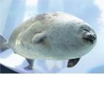 seal fans only group