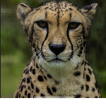 - Safari Advertising -