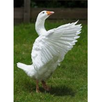 Goose of the big mega super good boy