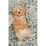 Puppies Place!