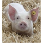 The amazing pink pig squad