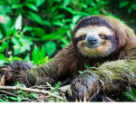 Sloth appreciation