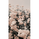 - beachy dreams -