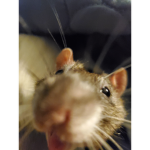 Robloxias Rats