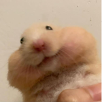 Hamsters VS Bees