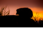 hedgehog_sunset