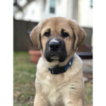 My dog is cute
