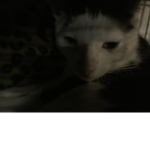 My cat says join