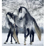 Grand Valley Stables
