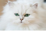 kitty squad meow!!!!!!!!!!!!!!!!