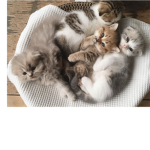 KITTYS ADORABLE MEOW!!