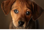 dogs rule 1