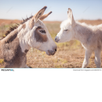 Baby donkey appreciation group