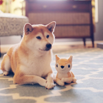 DOGES R COOL GROUP!